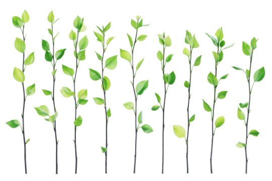 Row of young green saplings growing isolated on transparent background. Set of slim green tree isolated on white background. - Powered by Adobe