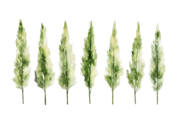 Row of eight green cannabis buds isolated on transparent background. Set of slim green tree isolated on white background.