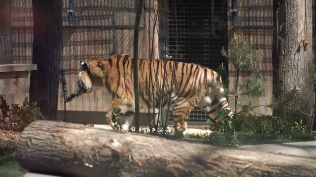 Striped adult tiger strolls in its enclosure at zoo. Tiger walks along  fence, hiding in shadows. Large, ferocious, and formidable predator. Tigers attack from behind, so don't turn your back on them.