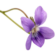 Obraz premium A single beautiful purple violet spring garden flower isolated on a transparent background png