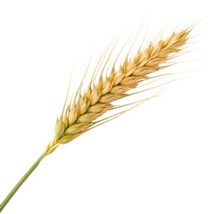 A single golden wheat stalk with grains isolated on a transparent background png