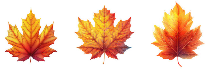 Obraz premium Three vibrant autumn maple leaves in various shades of orange, red, and yellow, isolated on transparent background, perfect for fall and seasonal themes