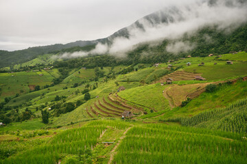 Obraz premium ecology travel with camping outdoor relax in rice field at chiangmai thailand in raining season