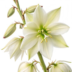 Obraz premium A beautiful white bell shaped yucca flower isolated on a transparent background png