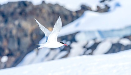 Arctic Tern in Flight over Snowy Landscape