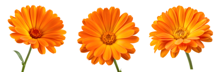 Set For Three vibrant orange calendula flowers isolated on transparent background