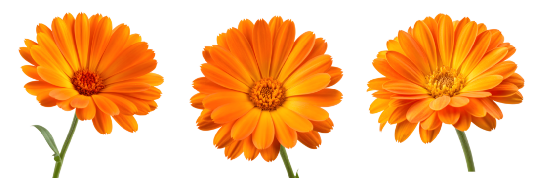 Set For Three vibrant orange calendula flowers isolated on transparent background