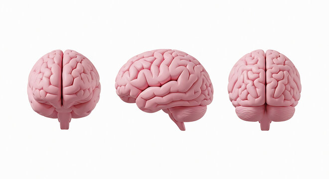 Realistic 3d renderings of human brain anatomy from front side and back views