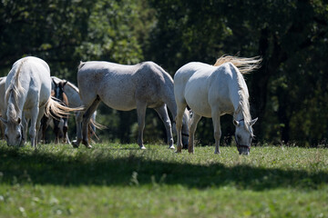 Lipica Slovenia the largest Lipizzaner stud farm in the world