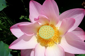日差しを浴びる蓮の花　初夏の蓮池公園