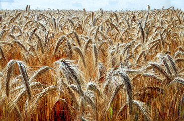 Barley fields in the granary of Austria