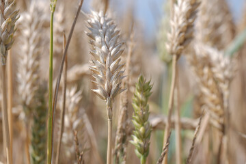Barley fields in the granary of Austria