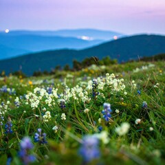meadow with purple flowers