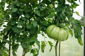 green tomatoes on a branch in a greenhouse	