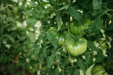 green tomatoes on a branch in a greenhouse	