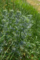 Silver green Wormwood leaves background. Artemisia absinthium, absinthe wormwood plant in herbal kitchen garden, close up, macro