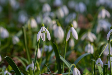 White snowdrop flowers. Galanthus blossoms illuminated by the sun in the green blurred background,...