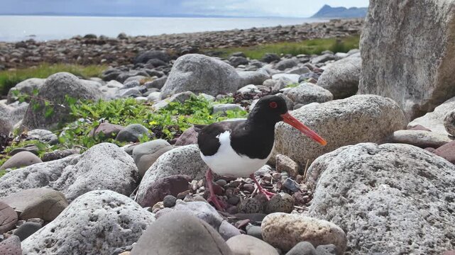 Oystercatcher bird approaching its nest on a Scottish Hebridean beach