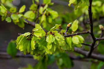 Close-up shot of the samara samarae of the Wych or Scots elm Ulmus glabra on the branches among green leaves in early spring