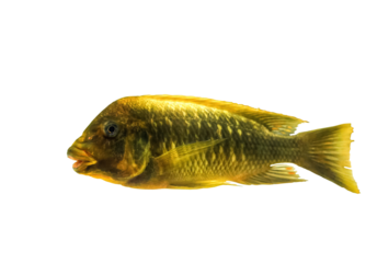 Petrochromis trewavasae cichlid fish isolated on transparent background, side view