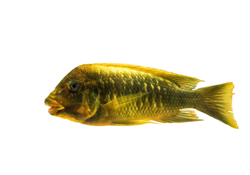 Petrochromis trewavasae cichlid fish isolated on transparent background, side view