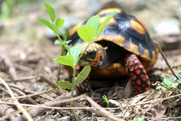 Cute small baby Red-foot Tortoise in the nature,The red-footed tortoise (Chelonoidis carbonarius) is a species of tortoise from northern South America