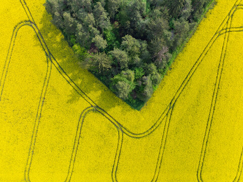 Aerial view of oilseed rape field and forest in Oberfranken Bavaria