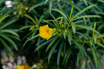 yellow tulips in the garden