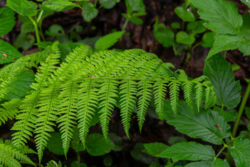 Dryopteris dilatata, or broad buckler-fern, is a hardy fern with dark green, finely divided fronds. It thrives in shade and moist soil, adding lush texture to gardens