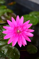 Close-up of blooming white,red and pink fancy waterlily or lotus flower.  Blossoming lotus flower -nelumbo nucifera- on red lotus lake- Chiang Mai, Thailand. 