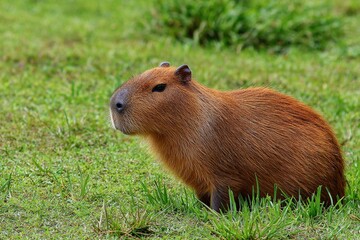 Fototapeta premium A capybara sits on green grass. The animal has a brown coat and a rounded body. It is a large rodent native to South America, known for its social behavior.
