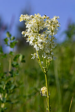 Filipendula vulgaris blooming in early summer in a pasture. Commonly known as dropwort or fern-leaf dropwort, is a perennial herbaceous plant in the family Rosaceae