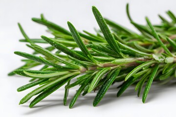 Fototapeta premium Fresh rosemary sprig with vibrant green leaves, isolated on a neutral background, ideal for culinary use