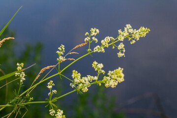Beautiful blooming white bedstraw in June, galium album