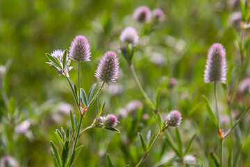 Trifolium arvense closeup. Fluffy clover in a meadow. Summer flora growing in the field. Colorful bright plants. Selective focus on the details, blurred background