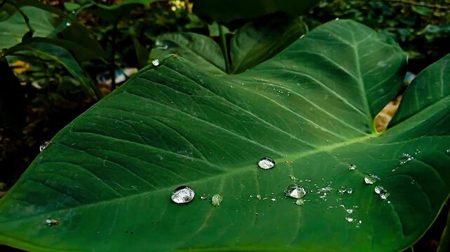 the clarity of morning dew on taro leaves