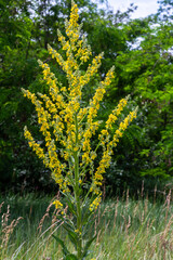 Common mullein - pale yellow flowers of verbascum nigrum plant, used as herb and medicine - growing in the medicinal garden