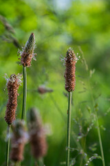 A close up of the wildflower Ribwort plantain, Plantago lanceolata