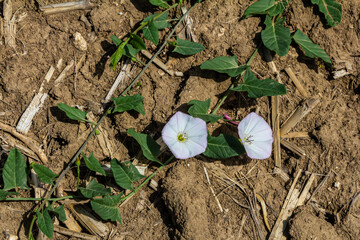 Field bindweed or Convolvulus arvensis European bindweed Creeping Jenny Possession vine herbaceous...