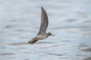 Wood sandpiper in flight