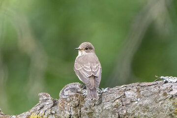 Pied flycatcher on a branch