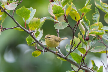 Willow warbler on a branch
