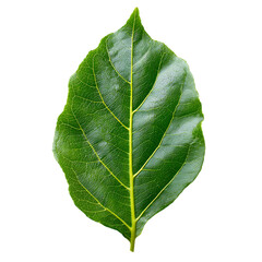 Camphor Leaf png