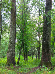 linden alley in the estate of Count Khrapovitsky (Russia, Vladimir region)