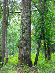 linden alley in the estate of Count Khrapovitsky (Russia, Vladimir region)