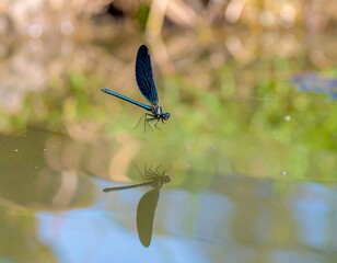 Blue Dragonfly Hovering Over Calm Pond with Reflection - Nature Macro Photography