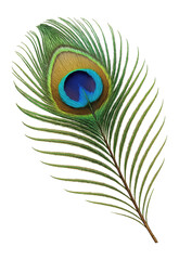 Obraz premium Peacock feather with detailed eye spot