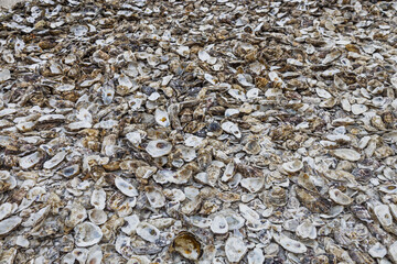 Sea washed oyster shells on shingle beach in Whitstable, Kent