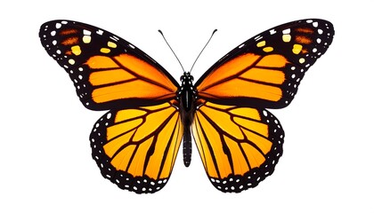 Obraz premium Monarch butterfly, vibrant orange wings