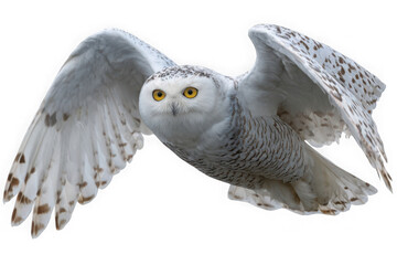 Fototapeta premium A majestic snowy owl with its wings spread wide in flight isolated on transparent background